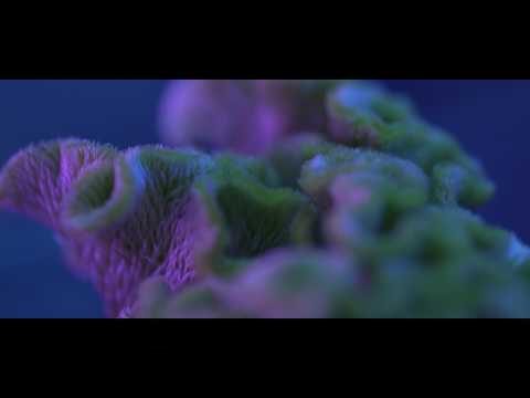 Little Shop of Grotesque Little Shop of Grotesque_第十一屆鮮浪潮國際短片節（公開組） trailer thumbnail