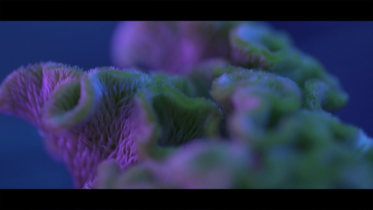 Little Shop of Grotesque_第十一屆鮮浪潮國際短片節（公開組）