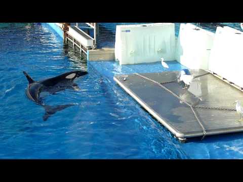 Морской охотник в деле