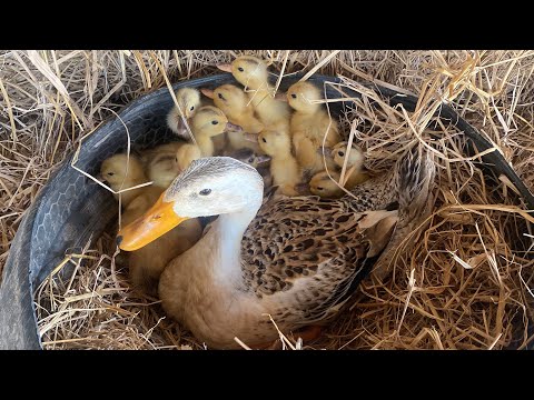 Amazing Pekin Duckling Hatching From Eggs - New Yellow Duck Born