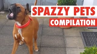 Crazy, Silly Pets Spazz Out || Hilarious Pet Video Comp