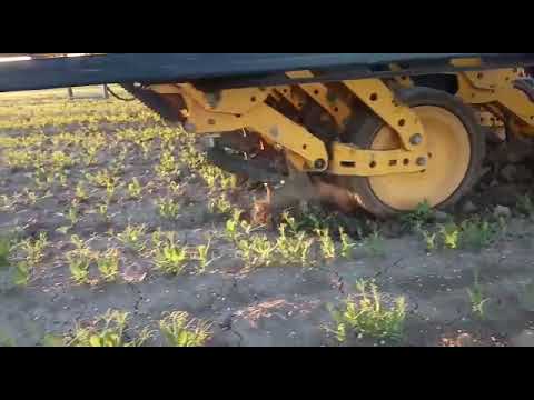 Hoeing organic peas with System Cameleon