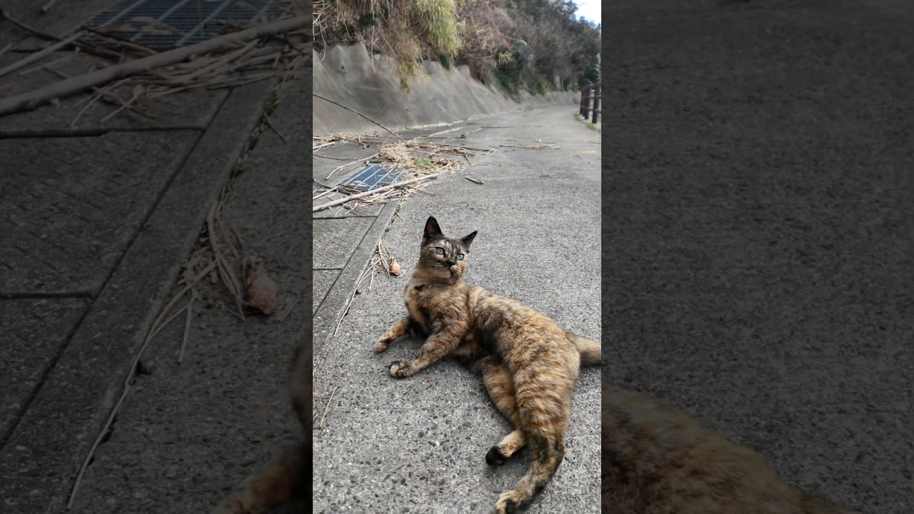 ｽﾞｻ━⊂（ﾟДﾟ⊂⌒｀つ≡━!!歩いていたら目の前にスライディングゴロンしてくる猫