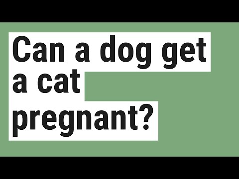 Can a dog get a cat pregnant?