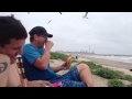 Bird Burger Bandits That Seagull Stole My Burger