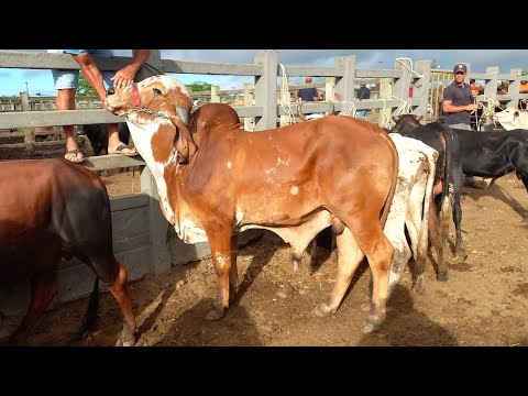 GADO DE LUXO EM CAMPINA GRANDE-PB HOJE 