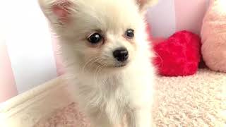 ハーフ犬の動画01