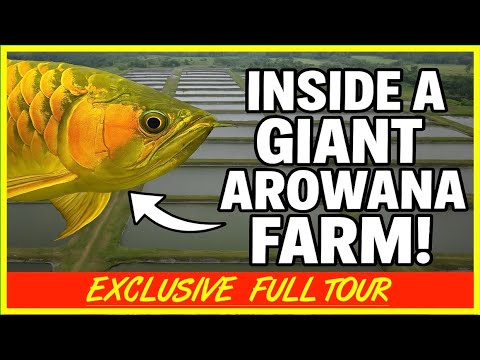 EXCLUSIVE TOUR | One of Malaysia’s LARGEST Private Arowana Fish Farms!