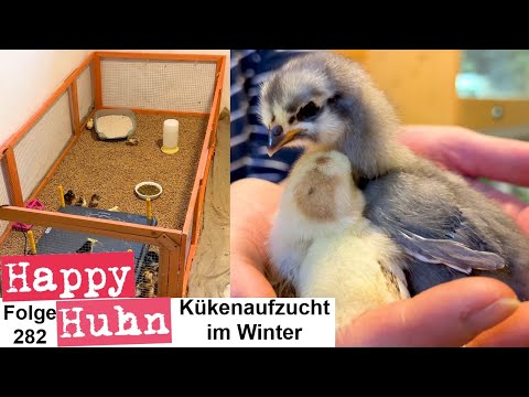 , title : 'Küken-Aufzucht im Winter, Tipps zu Winterbrut + Hühnerzucht  - HAPPY HUHN E282 Bayerische Landzwerge'