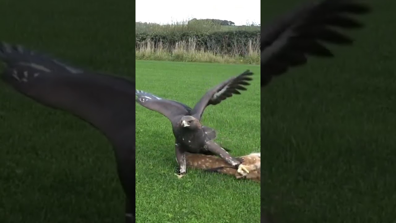 golden eagle attack on deer