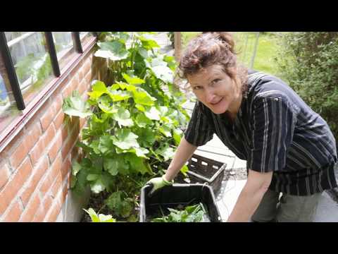 Nässlor och åkerfräken för växternas välmående