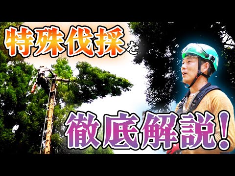 エクアドルの槍運搬人について詳しく解説