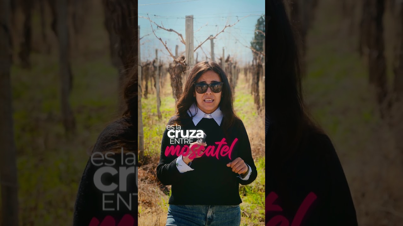 Ruta del Torrontés Riojano: el vino blanco emblemático de La Rioja | CyberWine, por La Riojana