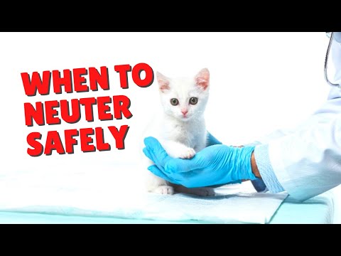 When To Neuter Male Cats | Two Crazy Cat Ladies