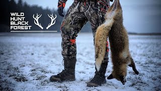 Fuchsabbalgen / Winterfuchsjagd mit abbalgen / WildHuntBlackForest