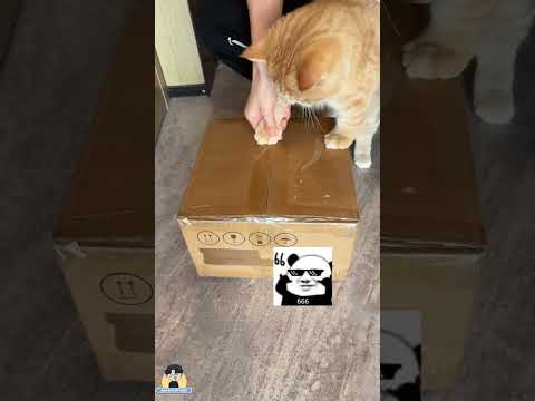 Sen xài Mập như tool 🛠️😿