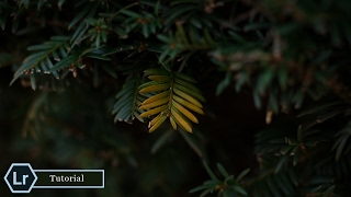 How I Retouch My Macro Nature Photography | Lightroom CC Tutorial