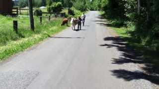 Teaching Our Calf To Lead - Part 6 of 6