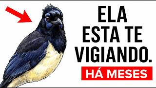 Miniatura do vídeo