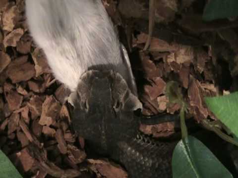 YouTube Video WDAq_S3bDK4