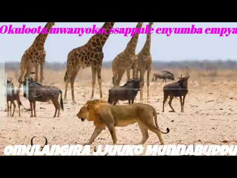 Okuloota Mwanyoko,   ssappule enyumba empya kitegeeza ki?-Omulangira Jjuuko Munnabuddu