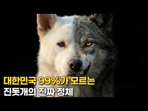 [설날특집] 진돗개 750년 역사와 DNA가 증명한 한반도의 늑대 (시간순삭)