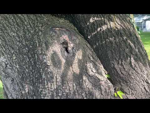 Stumbled Upon Some Carpenter Ants Infesting a Tree in Titusville, NJ