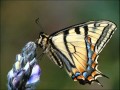 Danyel Gerad - My Butterfly 1971 deutsch.wmv ...