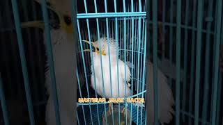 Download lagu Jalak Putih Gacor Nembak Full Power mp3