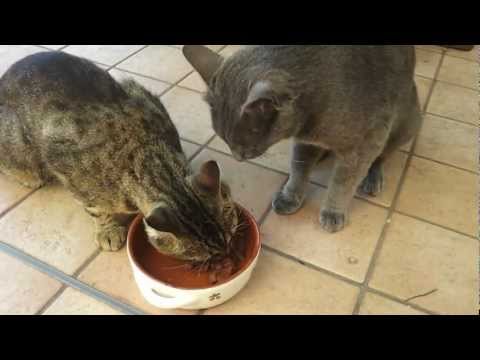 Il gatto ladro di cibo