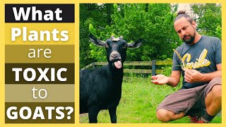 Goats Can't Eat These! Tips To Identify Toxic Plants | HappyGoatAdventures.org