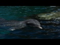 Dolphin Curious 1