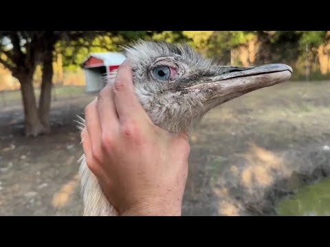 Kevin Limits His Aggressive Attacks