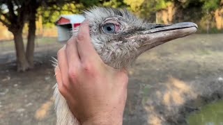 Download lagu Kevin Limits His Aggressive Attacks mp3 Download lagu Kevin Limits His Aggressive Attacks mp3