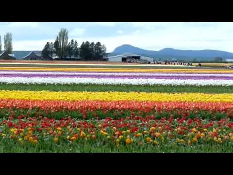 Skagit Tulip Festival 2009, Mt. Vernon WA