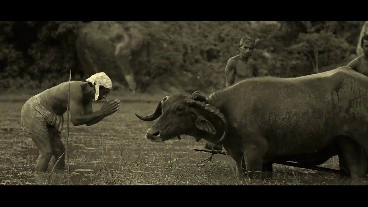 Sithum Sathsara Palihena  New song : Dole Diye