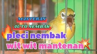 Download lagu Masteran Pleci Tembakan Wit Wit Kenari Sambung Mantenan#fypシ゚viral mp3