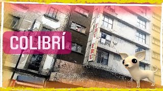 Colibrí