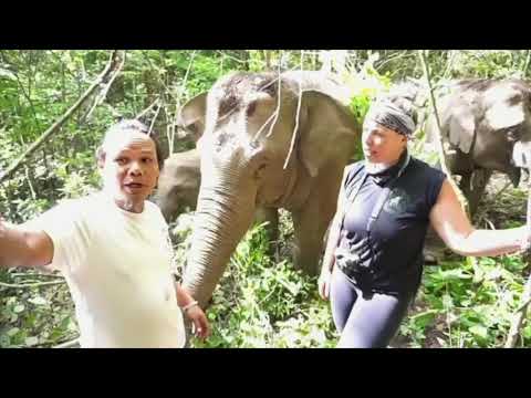 Elephant knocks down a tree and takes us out! | Never Forget Elephant Foundation