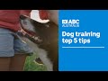 Top 5 Dog Training Tips And Techniques According To The Experts Muster Dogs ABC Australia