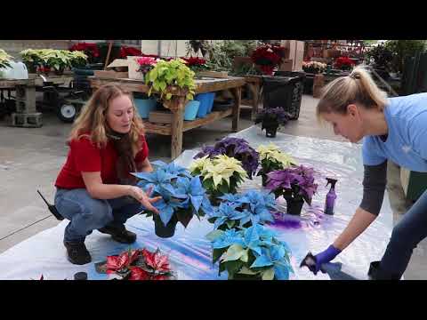 Painted Poinsettias