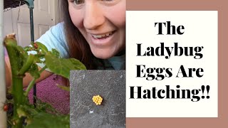 Ladybug Eggs Hatching | Ladybug Farm Success!!