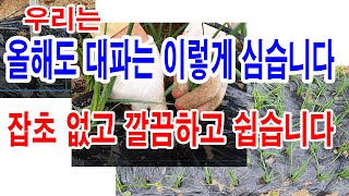 올해도 대파는 이렇게 심습니다. 잡초 없고 깔끔하고 심기도, 가꾸기도 쉽습니다.- 대파모종 고르기, 파모종 …