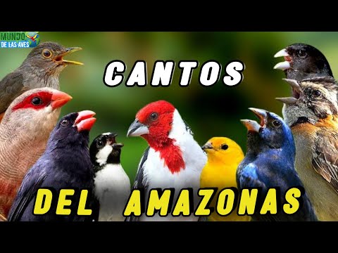 Discover 10 of the Most Beautiful Amazonian Bird Songs!