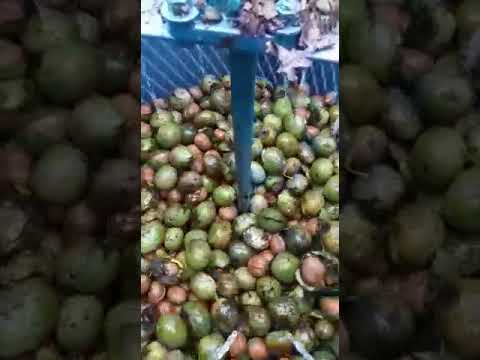 Ceviz patozu soyma video