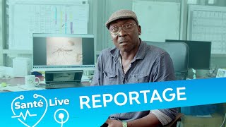 La technique de l'insecte stérile : une manière de diminuer la population de moustique à La Réunion