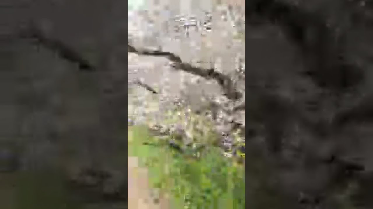 本日の綾瀬川。4/3