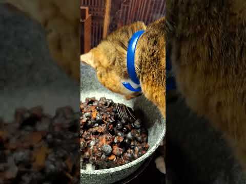 Marmolada z tarniny wg św Hildegardy.