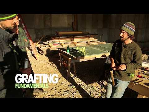 Veredelung basics: Permakultur-Skills Folge 2.03