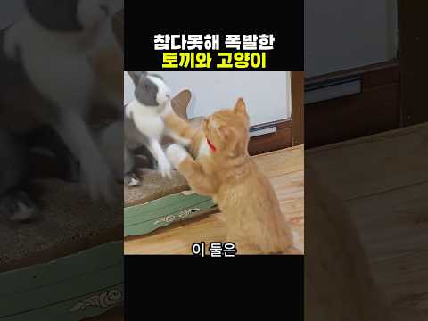 참다못해 폭발한 토끼와 고양이